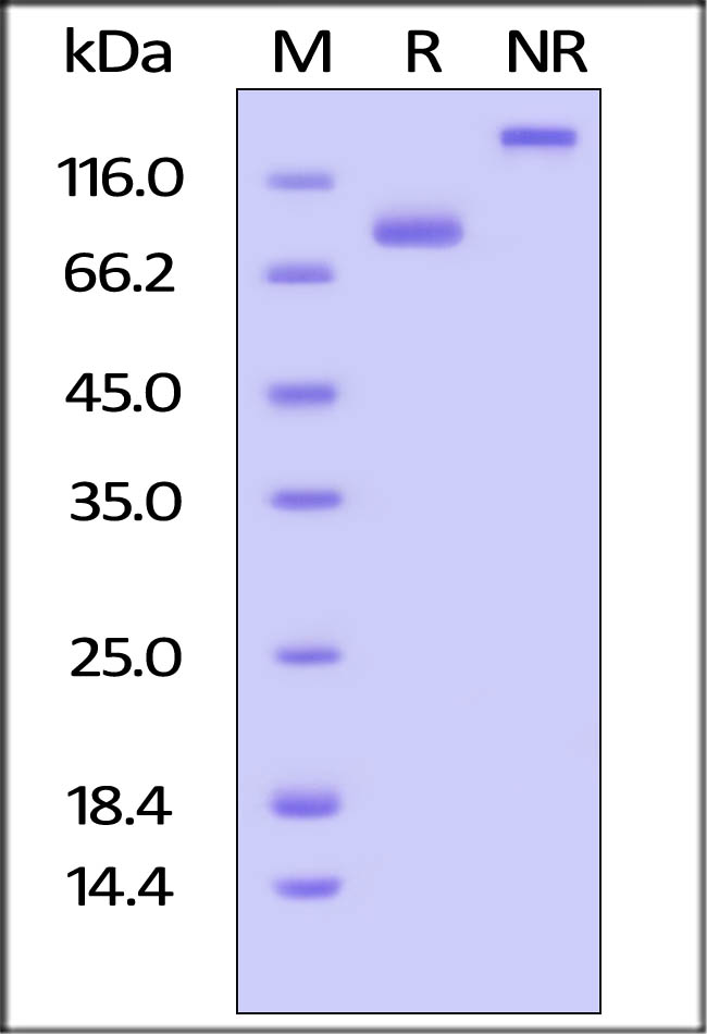 Biotinylated Human CD4, Fc Tag on SDS-PAGE under reducing (R) and no-reducing (NR) conditions. The gel was stained overnight with Coomassie Blue. The purity of the protein is greater than 95%.